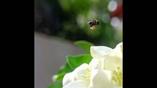 Indian Stingless Bee(Tetragonula iridipennis) #flight #slowmotion