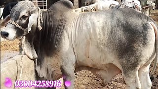 عزیز کیٹل فارم اینڈ پلائی سینٹر حاصل پور Aziz Cattle Farm and Palai Center Hashilpur