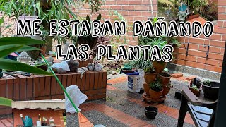 Cambios en el patio / sembremos / limpieza y receta