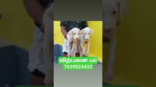 Rajapalayam Dog male & female puppy available location Rajapalayam call 7639524433