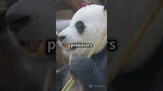 How Long Do Pandas Live?