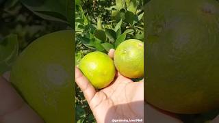 Fruit farming 🍋‍🟩🍏🥝🍐🍑🍓 #seasonal #fruitfarming #fruitharvest #gardening @gardening_lover7469