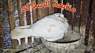 #متابعة السلاكه🕊️🦜وشوف سعر كلفة الحمام