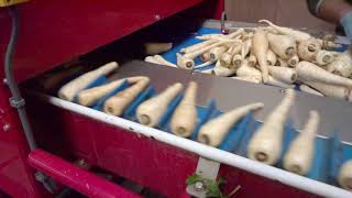 Parsnip Trimming | Consistently trim parsnips, parsley root & more with a Parsnip Trimmer from Tong