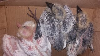 Pigeon breeder pair last breed 2023 baby pigeon #masadbirds