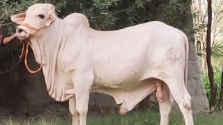 bhains colony mandi update 05/06/2022