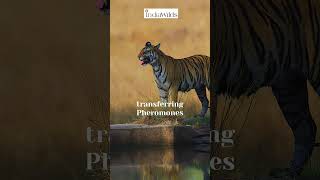 Flehmen Response in #tiger #shorts #wildlife #nature #travel #india #science #sciencefacts