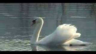 Labodi (Mute swans)