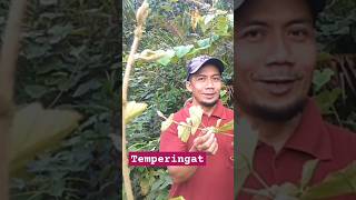 AWAS ADA TUMBUHAN BERDURI TEMPERINGAT