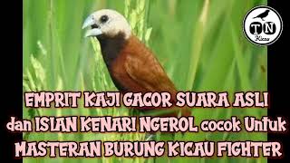 SUARA EMPRIT KAJI GACOR SUARA ASLI dan ISIAN KENARI NGEROL cocok Untuk MASTERAN BURUNG KICAU FIGHTER