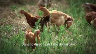 Amadori - Benessere animale e Pollo Campese