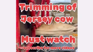 trimming|boots| cow|jersey| The woman working on farm to trim the boots Of Cow' #trimmer #farming