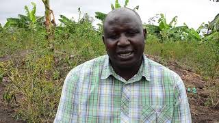 CHILI FARMING BY MODERN AGRO SPICES LTD IN OMORO DISTRICT, NORTHERN UGANDA OSIRE PASCAL