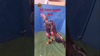 Ini baruu Ayam bosku....#rooster #ayamganoi #ayamvietnam #ayammagon  #ayambangkok