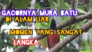 Indahnya kicau burung murai batu di alam liar!!momen yang sangat langka#pemulakicaukicau