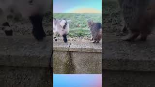 Baby Goat vs Cat  #shorts  #short