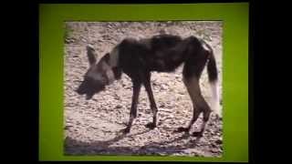 Painted Dog Conservation Project