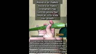 DIY Aloevera Hair Oil for Hair Growth | Stop hair fall | Streghten hairs