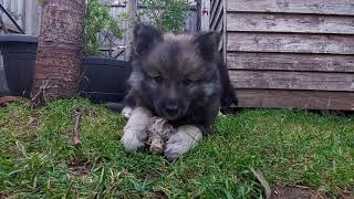 Finnish Lapphund puppies 8 weeks old