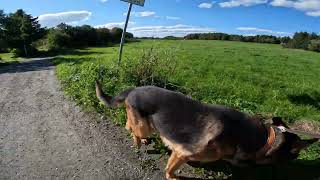 German shepherd on walk. Eros på tur. 02.09.2024. play time. part 2