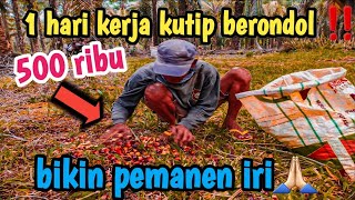 ini alasan banyak orang➡️kerja kutip berondol‼️,#buahsuper #kerjasawit #petani