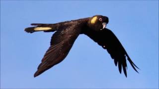 Yellow Tailed Black Cockatoo call