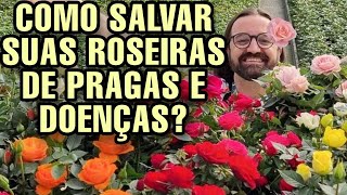 Quais as PRAGAS e DOENÇAS mais comuns em ROSEIRAS ? PLANTAS e JARDINAGEM