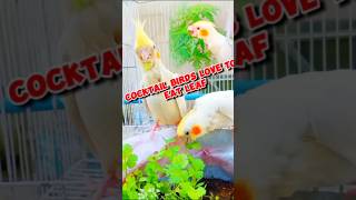 Lovebirds Food | Benefits of Neem Leaves in the Birds | #shorts #lovebird