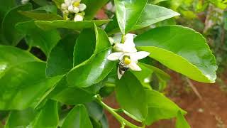 ABELHA POLINIZANDO FLOR DE LIMÃO.