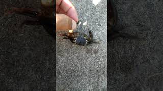 Dead crab#short#crab#kepiting#@kembangkambojachannel383