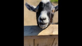 Moncton NB zoo animals