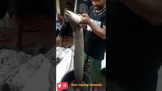 ikan sidat di timbang 12 kl | "snguilla spp"