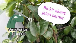 cara mudah usir semut rangrang di pohon 🌲