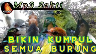 suara pikat paling ampuh | untuk semua burung kecil maupun besar |