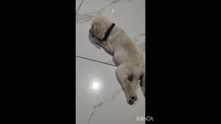 Doggy #new #video #labrador #@Gohil Family Vlogs 👑 pls like share and subscribe 🙏😀