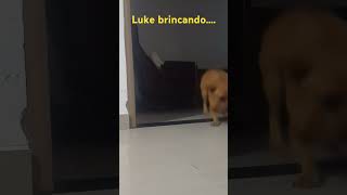 Luke brincando de bolinha..