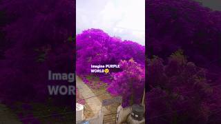 🎉Never Seen Before.            🎊It's Purple World                      Great IMAGINE 😂