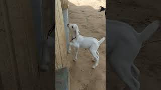 Baby Goats Playing, Running and Jumping|| My little goat 🐐|| Goat kid cute|