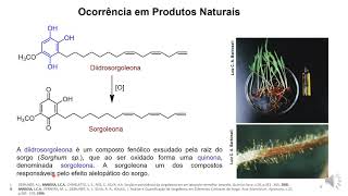 Fenois - Estrutura e Nomenclatura  - Parte 1