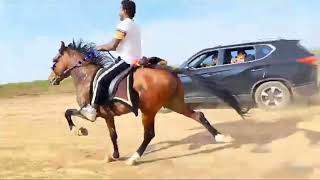 Sindhi Horse | world Fast Horse |