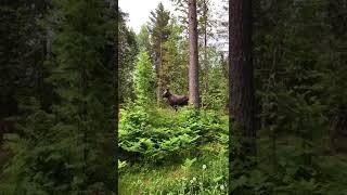 While hiking in Norway      #norway #moose #elk #hiking #camping #woods # norge #elg