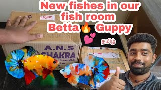 Betta & Guppy fishes 🔥 for our fish room | புது மீன்கள் வாங்கியாச்சு 💞😉 #Guppy #betta #fishtank