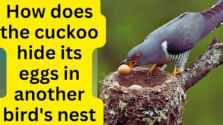 cuckoo eggs in other birds nests |  #birds |#biology | #nature  | #facts