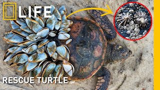 Saving sea turtles: Removing painful barnacles for survival | Animal rescue compilation