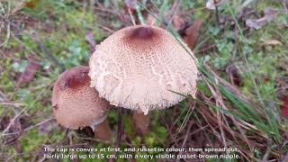 Macrolepiota konradii. Champimaginatis. English Text.