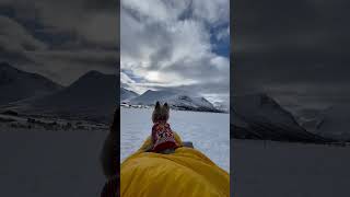 This is your sign to go camping with your dog! #travel #mountain #norway #tent #campingwithdogs