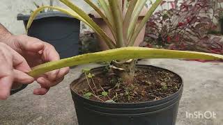 Dicas para cultivar abacaxi em vaso - Abacaxi no vaso cuidados