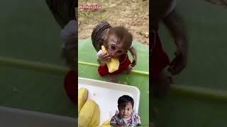 #monkey #babycute #animals #animal #cutebaby #monkeybaby #baby #funny #cute #short