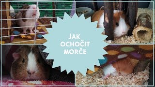 Jak ochočit morče #7 🐹