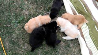 Billie Jo's Pups eatting their first food